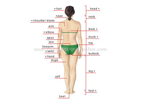 Human Anatomy Diagram Back View Organs / Amazon Com Human Body Anatomy ...