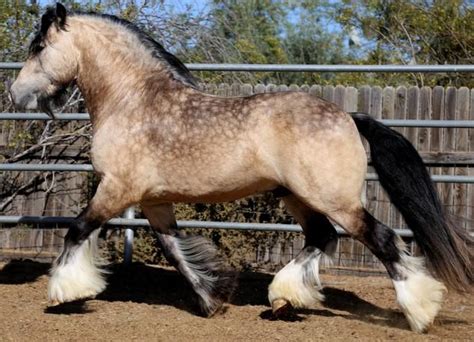 Appaloosa Buckskin Gypsy Vanner / Gha 2009 Stallion Service Auction ...