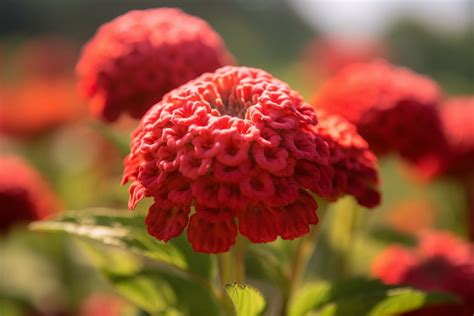 Coxcomb Flower Meaning, Symbolism & Spiritual Significance - Foliage Friend - Learn About ...