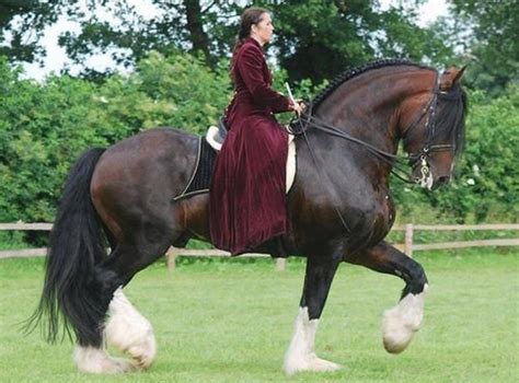 Shire vs Clydesdale - Find out which breed is More Popular (2022) – Saddles Now