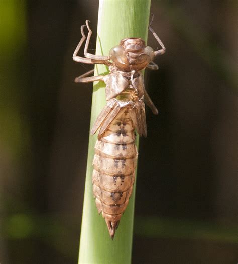 Dragonfly Nymph - Pentax User Photo Gallery