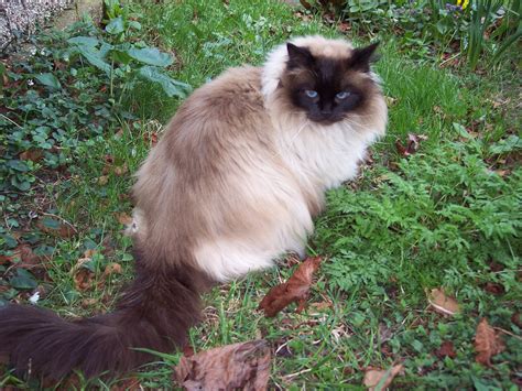 Suki the long-haired Siamese: E2BN Gallery