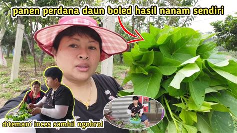 Panen Perdana Daun Boled ‼️ Di Temani Inces ngobrol Ngalor Ngidul 😆, Sulastri 15. - YouTube