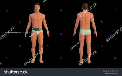 Sites Visceral Refereed Pain Cecum Ascending Stock Illustration 2038649777 | Shutterstock