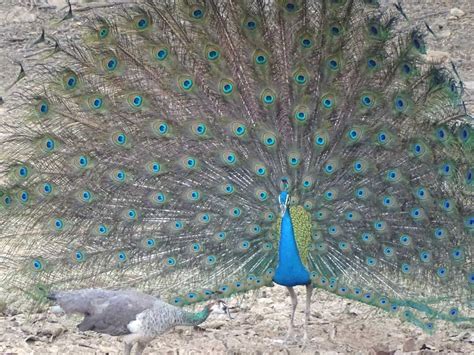 Peafowl Male Displaying near Female | BirdForum