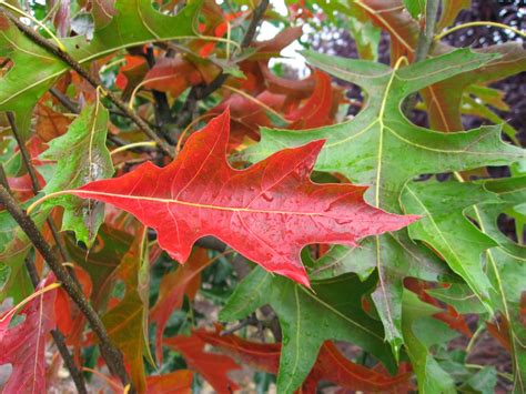 Trees Planet: Quercus palustris - Pin Oak