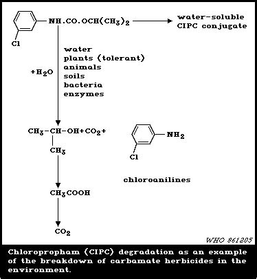 Test for carbamate insecticide