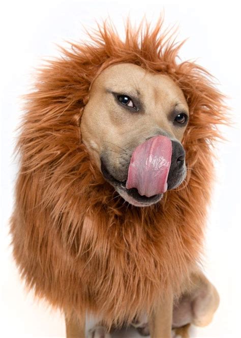 Lion Mane Dog Costume | Free Shipping | Large dog costumes, Dog lion ...