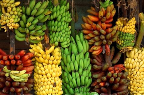 300 Banana varieties : Which one to choose