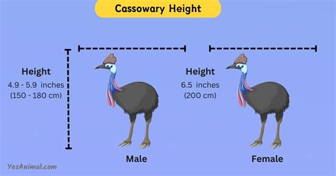 The Surprising Cassowary Size: Taller Than You Think! 2024