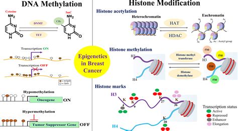 Frontiers | Epigenetics and environment in breast cancer: New paradigms for anti-cancer therapies