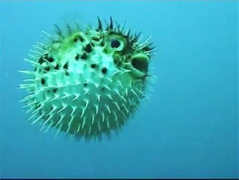 Blowfish wallpapers, Animal, HQ Blowfish pictures | 4K Wallpapers 2019