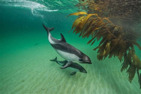 Reportajes y fotografías de Orcas en National Geographic