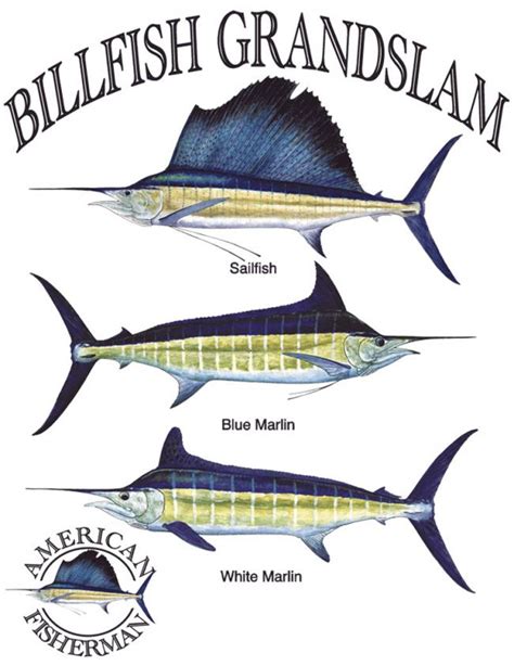 Billfish Grandslam | Fish & Fishing Transfer