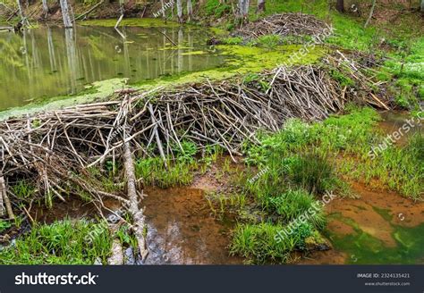 7,828 Beaver Dam Royalty-Free Images, Stock Photos & Pictures | Shutterstock