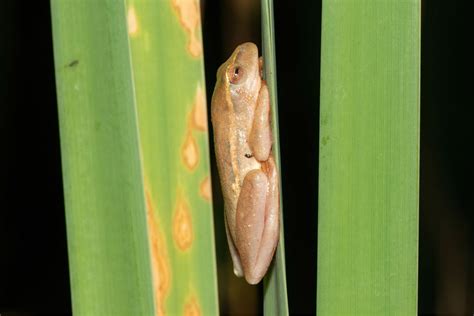 Four “New” Frog Species to Celebrate on Save the Frogs Day - beautifullife