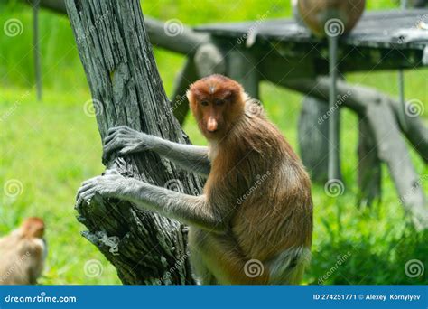 Proboscis Monkeys in Borneo. Malaysia. Stock Image - Image of forest, travel: 274251771