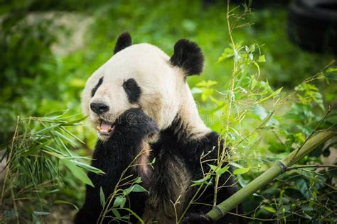 Panda Bear Eating Bamboo Shoot Stock Photo - Image of forest, hungry ...