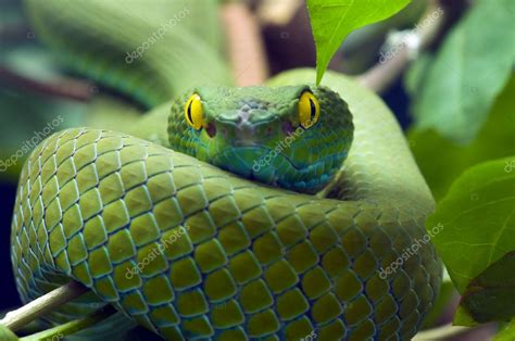 Green snake Stock Photo by ©shirophoto 5443714