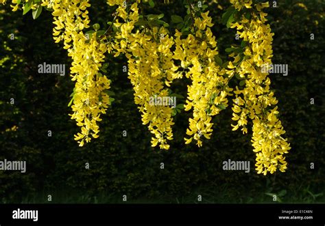 A laburnum tree (Laburnum anagyroides, also known as golden chain) in full bloom in early summer ...