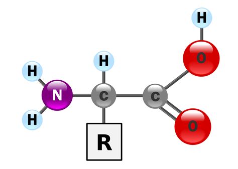 Biology- Proteins and Amino Acids| askIITians