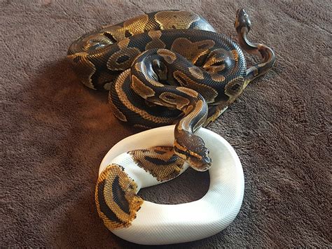 Piebald Ball Python to Het-Pied Ball Python | Reptile Shows of New England