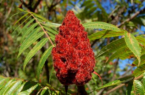 Pictures of Poison Sumac for Identification