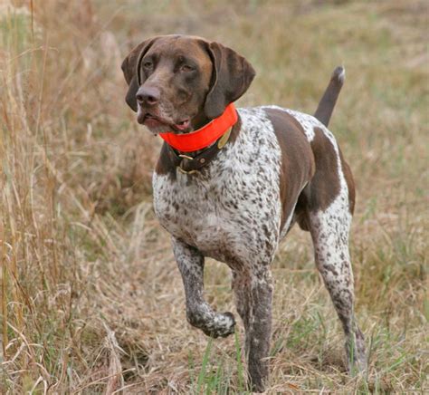 Bird Dog Breeds - Florida Sportsman