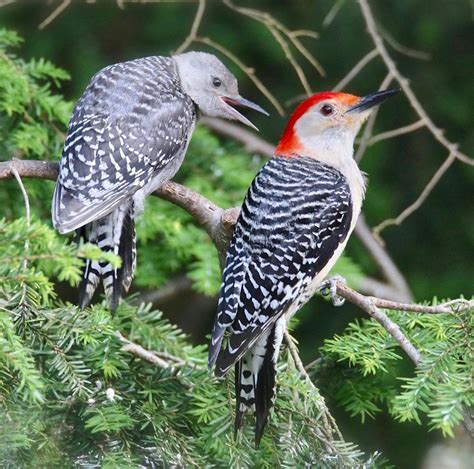 Male Red-bellied Woodpecker with its Adorable Young One - intoBirds