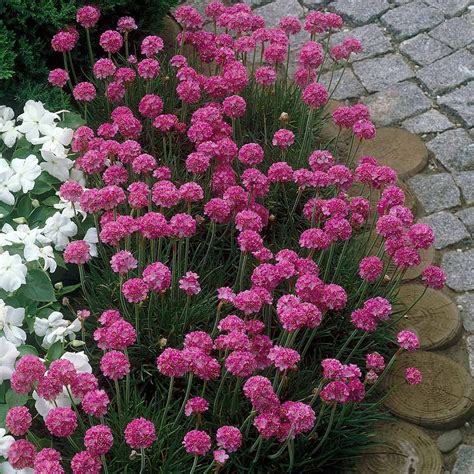 Alpine Perennial Collection | J Parker Dutch Bulbs | Perennials, Shade flowers, Plum flowers