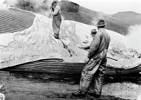 Cutting Up A Dead Whale Photograph by Library Of Congress/science Photo ...