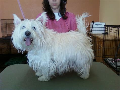 Christie Henriksen: Westie before and after pictures