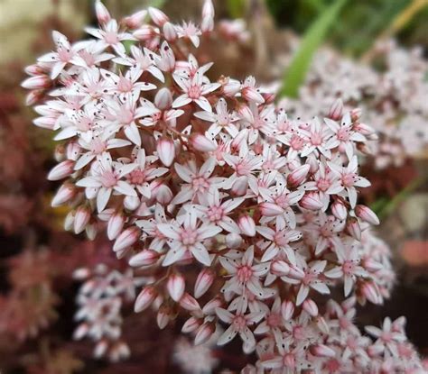 Sedum Album Succulent - Caring for Sedum Album Succulent