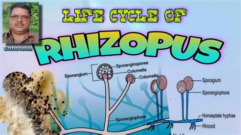 Life cycle of Rhizopus #lifecycle #rhizopus #lifecycleofrhizopus - YouTube