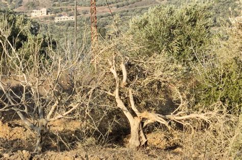 Life on the Southern Border of Lebanon - THIMAR - LSESD