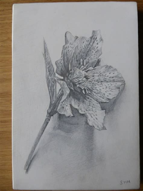 SILVERPOINT Drawing on Pinterest | Drawings, Fine art and Leonardo ... | Silverpoint drawing ...