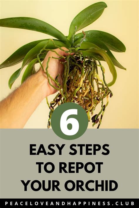 Text: 6 Easy Steps to Repot Your Orchid.Image: Hand holding an Orchid plant with exposed roots ...