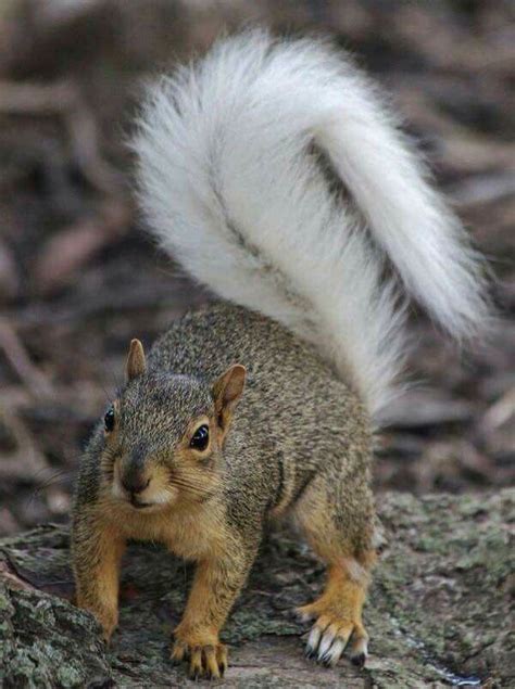 Squirrel With White Tail | UCB