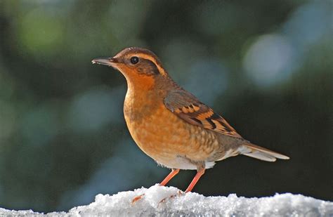 Pin on BIRD LOVE (OREGON -PACIFIC NORTHWEST)