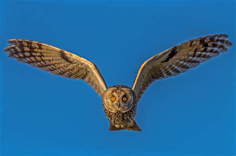 Steve Laycock Photography | Long eared owl in Scotland