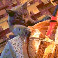 hungry-cat-12 | Catlov