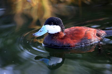 Did You Know? Ruddy Ducks | The Living Coast Discovery Center