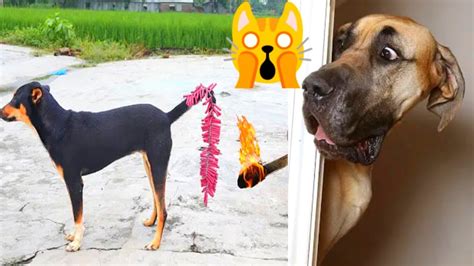 Funny Cat And Dog Videos | Funny Dog Fails 🤣 #026 - YouTube