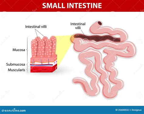 Vellosidades Intestinales. Diagrama Del Vector Ilustración del Vector ...