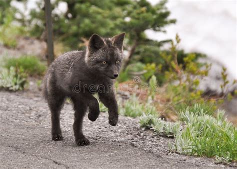 Arctic Fox, Polar Fox(unexplored Wilderness) Stock Photo - Image of ...