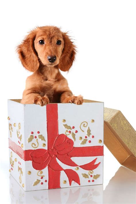 Dachshund Gifts: Unique Gift Ideas For All Lovers Of Dachshund Dogs