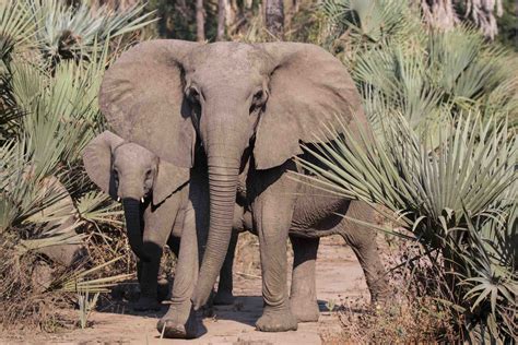 Mozambique: Vibes of a Caribbean Island complimented by African Wildlife!