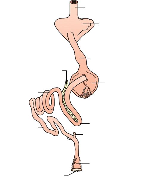 Avian Digestive System Diagram | Quizlet