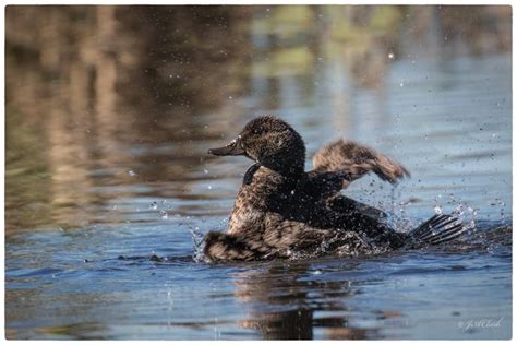 Blue-billed Duck - female_C8A3529w | Western area, Lake, Water birds