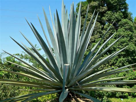 Agave tequilana (Blue Agave) | World of Succulents